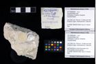 Foto (Objekt + Etikett) von Goniodromitidae indet.  (NHMW-GEO-2017-0089-0006)